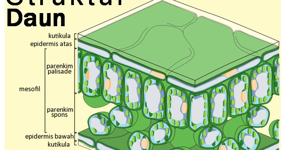 Perbedaan Struktur  Daun  Monokotil dan  Dikotil Beda Waktu 