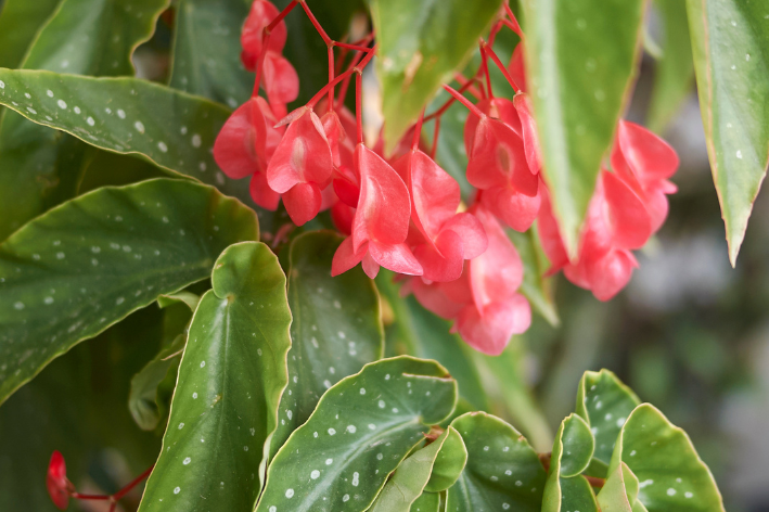 Begônia-asa-de-anjo ou Begonia coccinea