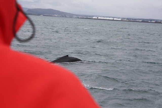 Minke whale in Iceland