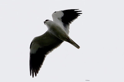 "Black-winged Kite, flying overhead."