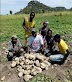 Photos Of Some N-power Agro Beneficiaries Harvesting Potato In Bauchi