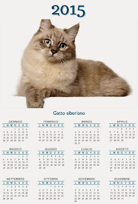 calendario gatto siberiano