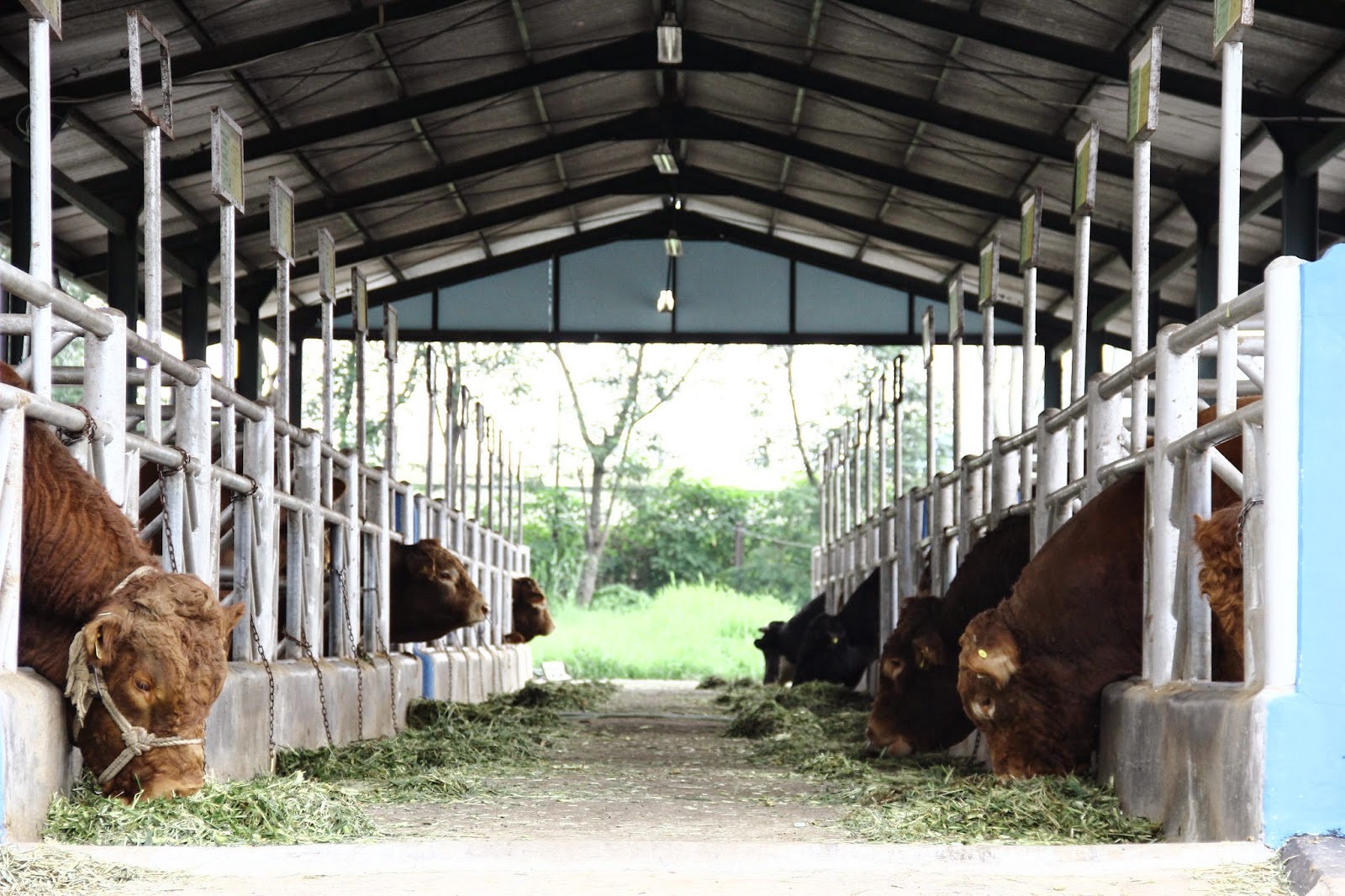 Aneka Bentuk Desain Kandang Sapi Perah Kelompok Ternak 