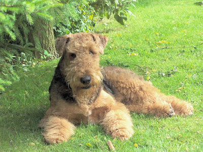 Airedale Terrier Puppies Pictures