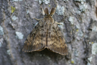 Bombyx disparate - Lymantria dispar 