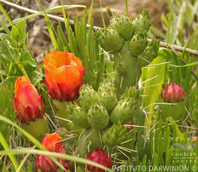 Austrocylindropuntia verschaffeltii