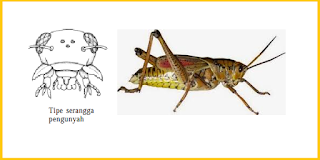 contoh mulut serangga pengunyah adalah belalang