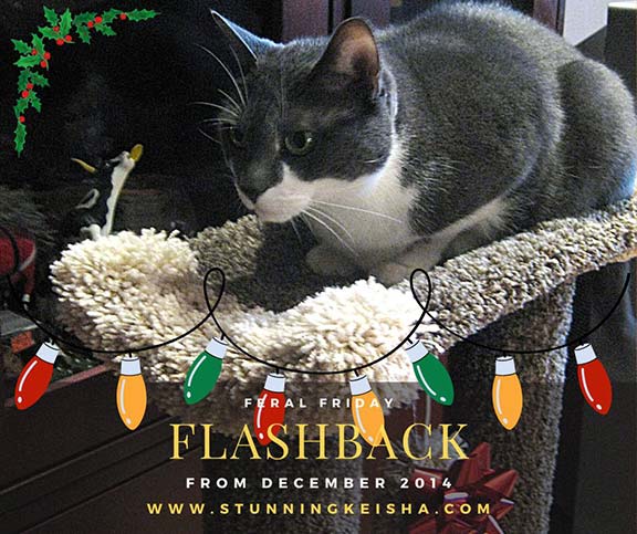 Feral Friday Flashback: Christmas in July!