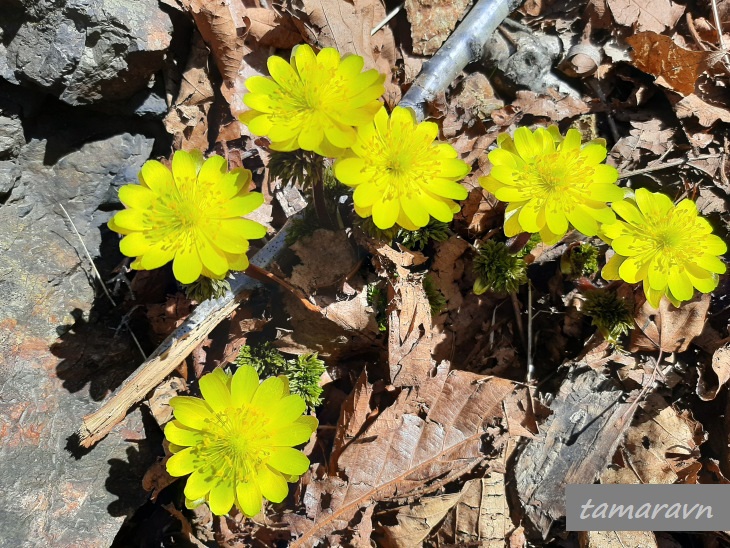 Адонис амурский (Adonis amurensis)