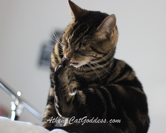 tabby cat licking paws