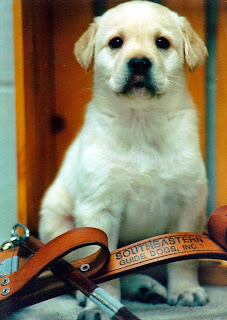 Zack's puppy picture with harness