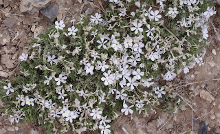 white wildflower mountain phlox phlox diffusa