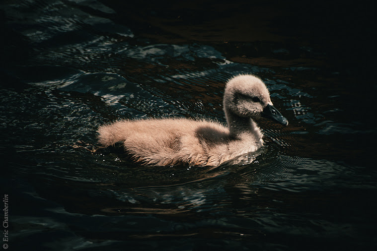 Cygnes - Strasbourg