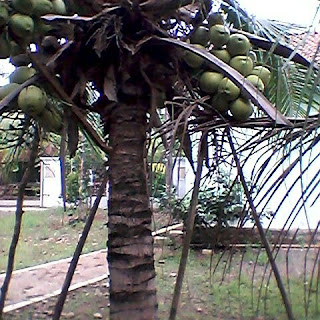 bibit kelapa kopyor