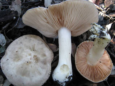 Entoloma sinuatum