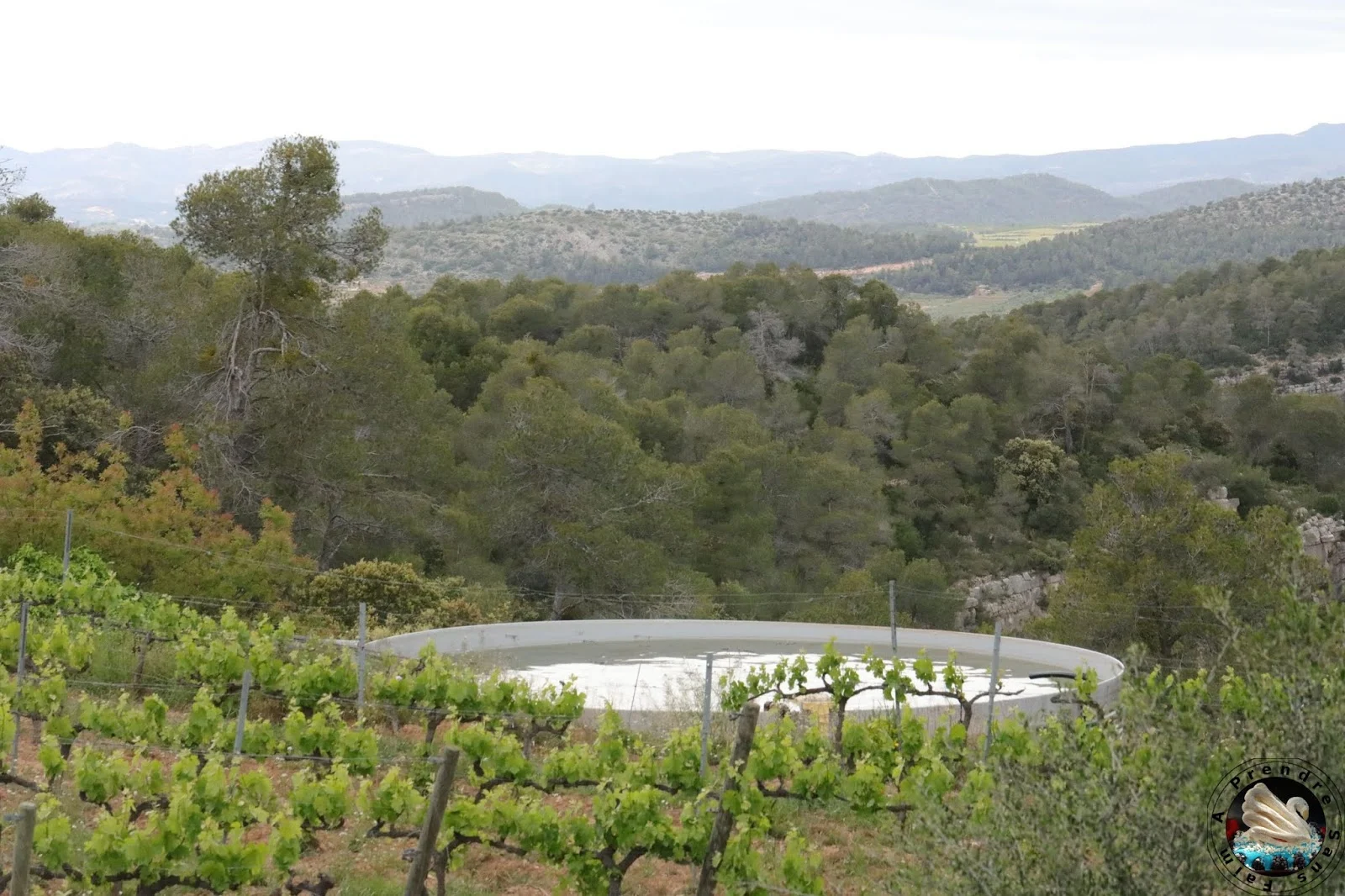 Visite et dégustation de vins à Vinyes Domènech - Capçanes