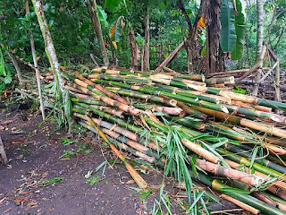 12 Ciri  ciri  Bambu  Apus Tali Beserta 5 Kelebihan dan 3 