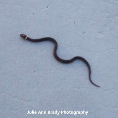 Florida Ringneck Snake in Leesburg, Florida