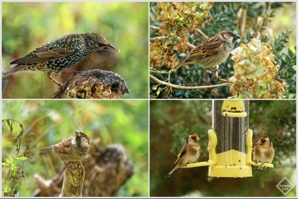 Attention -  its time for the Big Gaaden Birdwatch. Photo copyright Pat Adams North Devon Focus