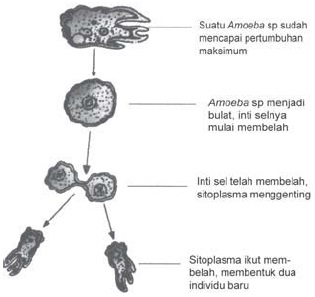 Perkembangbiakan Makhluk Hidup