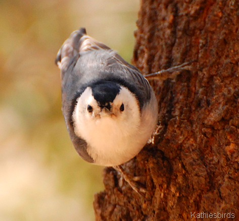 5. WBnuthatch-kab