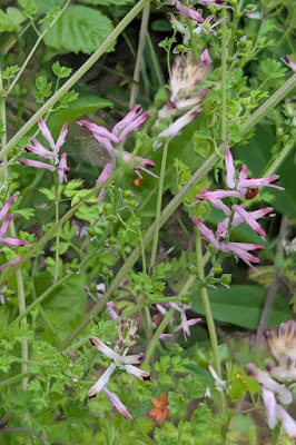 Fumitory