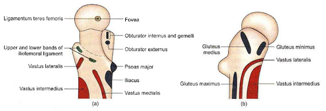 Attachment on the upper end of the right and medial end,Right femur, Aas,Meranazarya