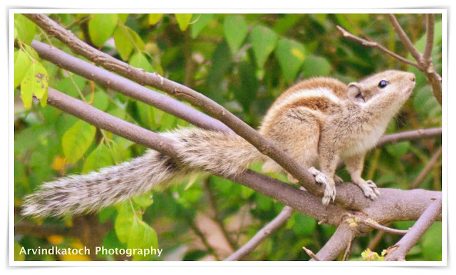 squirrel,beautiful,indian,