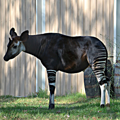 The Okapi is Quite Unique