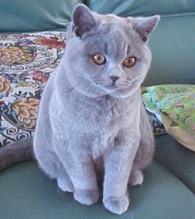 british shorthair cat kitten pussy mace macka kat kass katze gato con kissa pets Haustiere huisdieren animaux de compagnie kucni ljubimci augintiniai