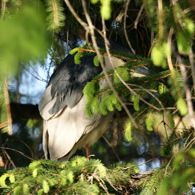 Black-crowned night heron