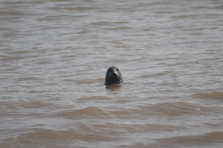 Grey Seal