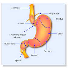 What is the way to eliminate gastric?