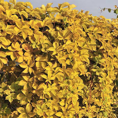 Parthenocissus quinquefolia 'Yellow Wall'