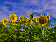 A Bright Sunshiny Day!