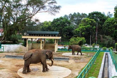 Objek Wisata Kebun Binatang Bukittinggi Sumatera Barat Sumbar Promo Jitu Com