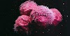 Cancer Vaccine to Simultaneously Kill and Prevent Brain Cancer Developed