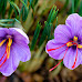 Know health benefits of saffron