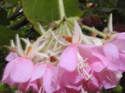 非洲芙蓉的花