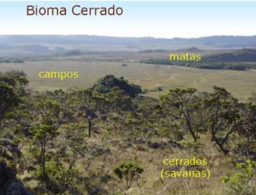 Bioma Cerrado