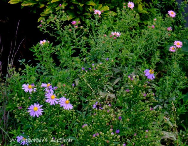 If There Are "Asters," It Must Be September