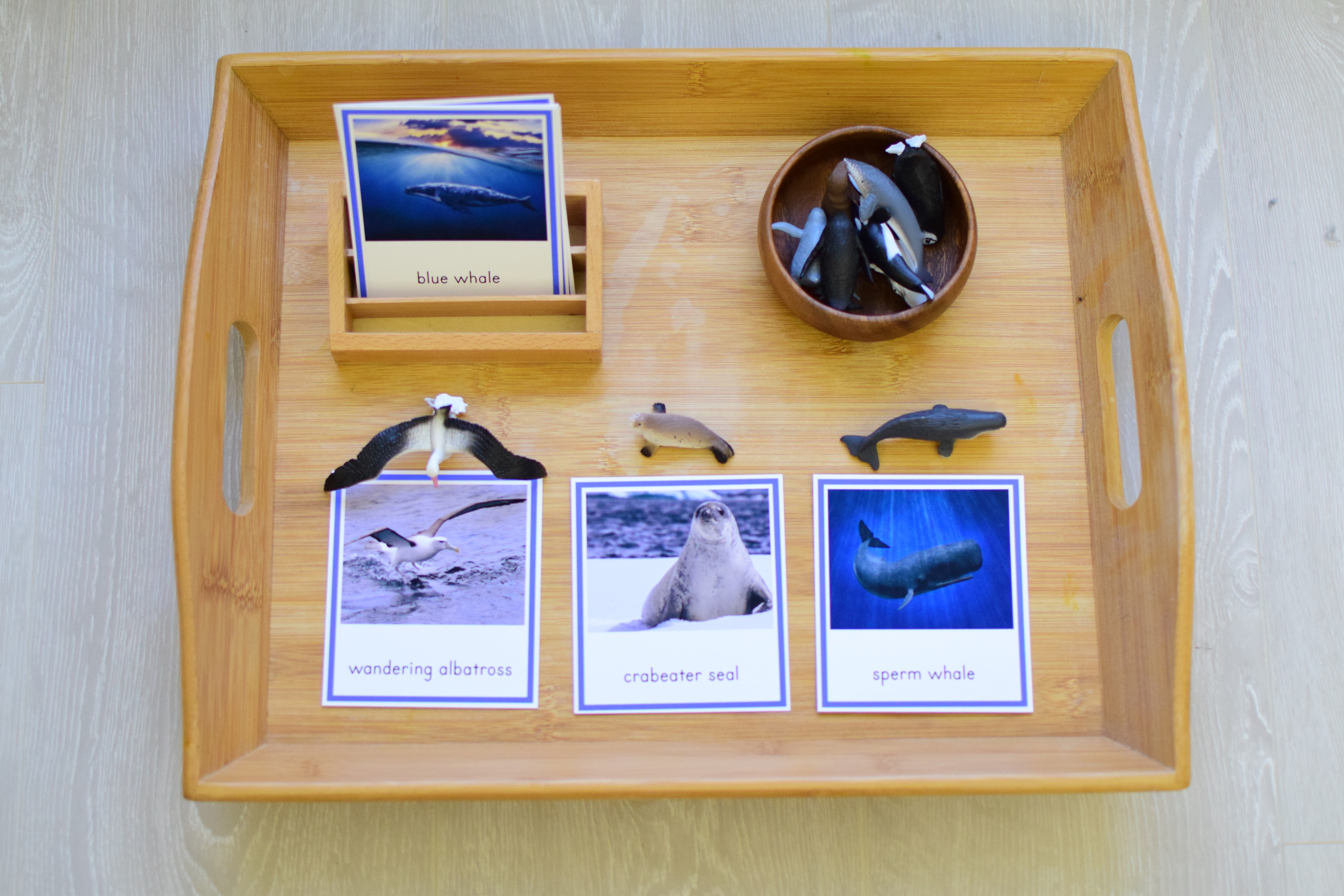 Montessori Nomenclature ~ Arctic Animals 3 Part Cards - 1+1+1=1