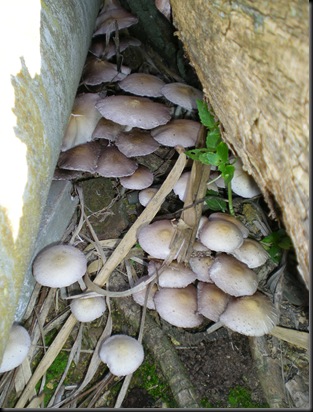 DSCN1172