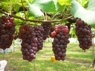 Buah Anggur Bermanfaat Untuk Kesehatan