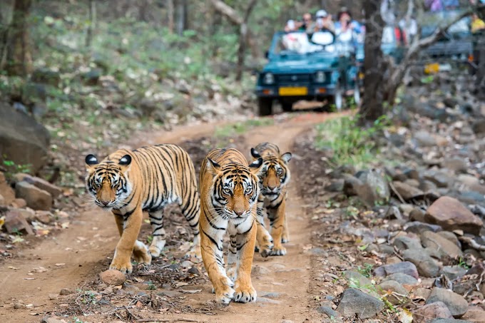  Tadoba Safari Booking - Your Ultimate Guide to an Unforgettable Wildlife Experience
