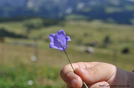 fioriDSC_0492