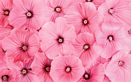 Gambar-Gambar Bunga Berwarna Merah Muda | wallpaper