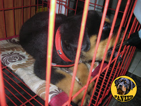 Rottweiler puppy photo