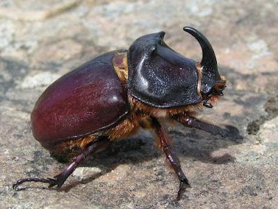 Resultado de imagen para Coleoptera