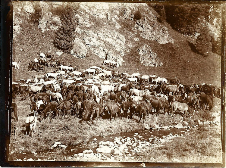 Hunting Party Photographs in Kashmir - 1903